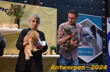 Antwerpen 264
