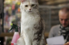 antw 2015 091