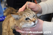 Arendonk 2024 145