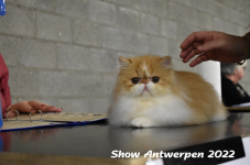 Antwerp 2022152