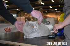 Show Laakdal 2022 0059
