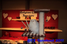 bcf antw 2010 294