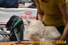 Antwerpen 123