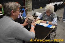 Antwerpen 259