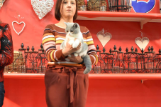 Katttenshow Arendonk 2020 DSC 0553