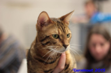 turnhout20150096