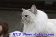 antwerpen 2012 212