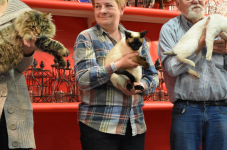 Katttenshow Arendonk 2020 DSC 0305