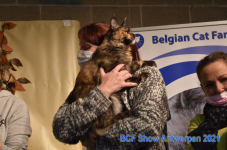 Show Antwerpen 2021 327