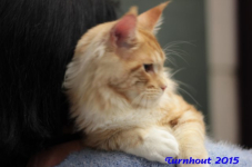 turnhout20150233