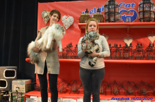 Katttenshow Arendonk 2020 DSC 0274