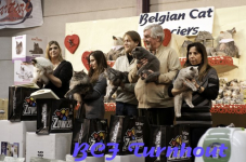  bcf ant 201179