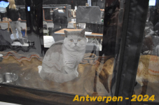 Antwerpen 103
