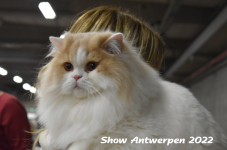 Antwerp 2022213