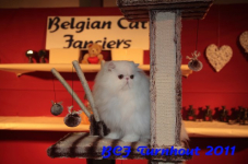 bcf antw 2010 289