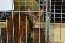 Katttenshow Arendonk 2020 DSC 0086