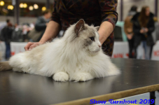 turnhout 2019-0259