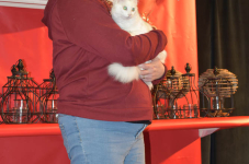 Katttenshow Arendonk 2020 DSC 0243
