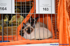 Katttenshow Arendonk 2020 DSC 0161