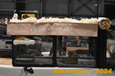 Antwerpen 159
