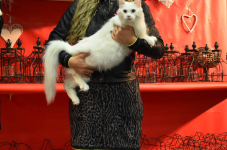 Katttenshow Arendonk 2020 DSC 0451