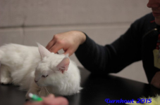 turnhout20150235