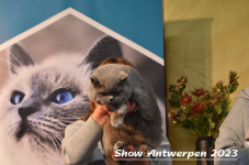 Schow Antwerpen 2023 415