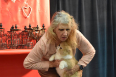 Katttenshow Arendonk 2020 DSC 0490