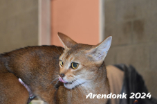 Arendonk 2024 235