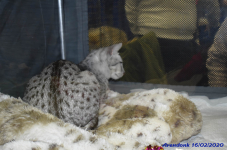 Katttenshow Arendonk 2020 DSC 0088