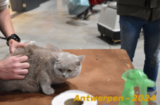 Antwerpen 040