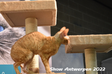 Antwerp 2022394