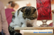 antw 2015 336