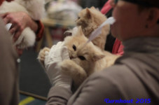 turnhout20150315
