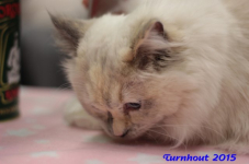 turnhout20150046