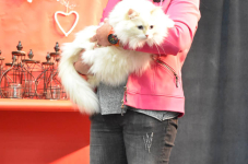 Katttenshow Arendonk 2020 DSC 0413