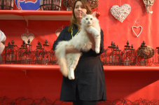 Katttenshow Arendonk 2020 DSC 0407