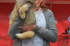 Katttenshow Arendonk 2020 DSC 0710