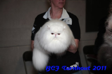 bcf antw 2010 174