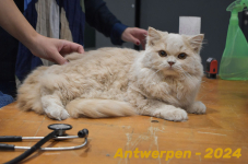 Antwerpen 143