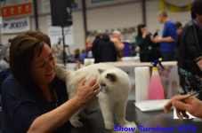 turnhout 2019-0372