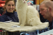 Katttenshow Arendonk 2020 DSC 0319