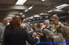 Antwerpen 2019DSC 0346