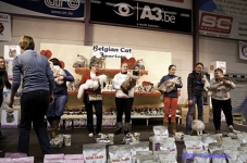  bcf ant 201154