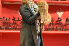 Katttenshow Arendonk 2020 DSC 0568