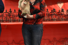 Katttenshow Arendonk 2020 DSC 0473