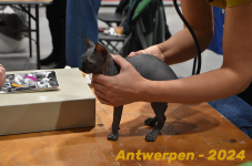 Antwerpen 089