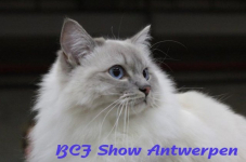 antwerpen 2012 209