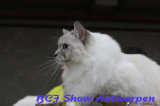 antwerpen 2012 205