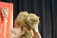 Katttenshow Arendonk 2020 DSC 0601